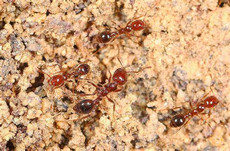 fire ants in maryland